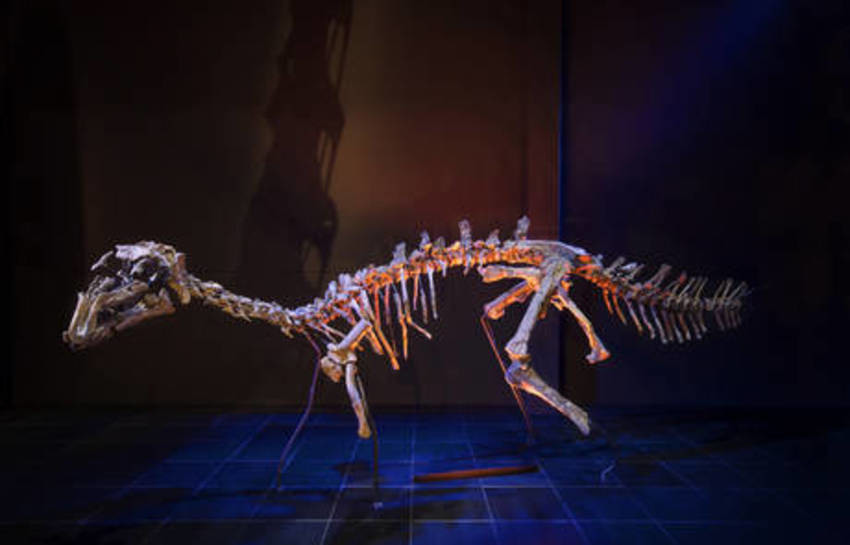 'Proa valdearinnoensis', un inusual iguanodontio con más de 100 millones de años.