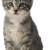 TheCat