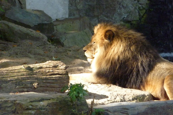 Zoo van Antwerpen