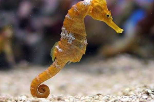 Sea Life Paris (Val d'Europe)