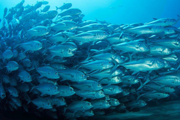 Sea Life Paris (Val d'Europe)