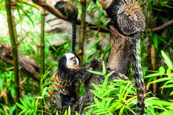 Loro Parque