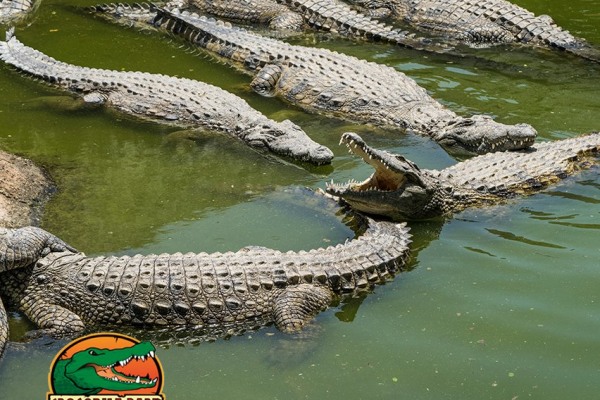 Crocodile Park