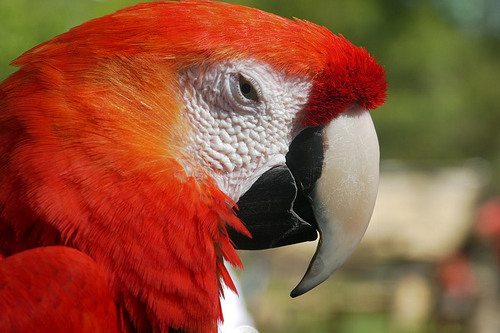 El Jardín del Papagayo