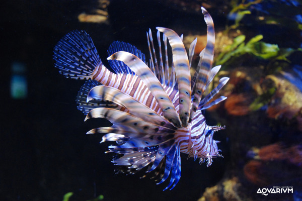 Aquarium Donostia