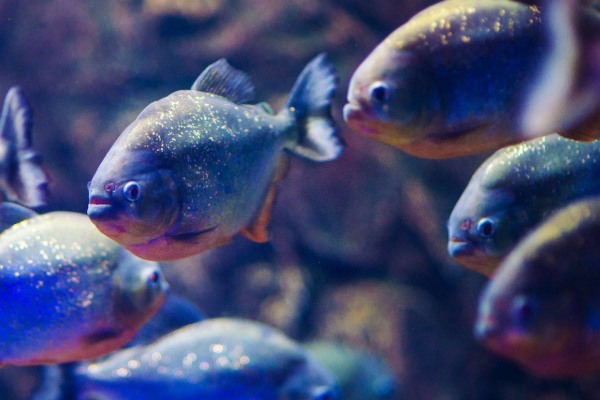 Atlantis Aquarium Madrid