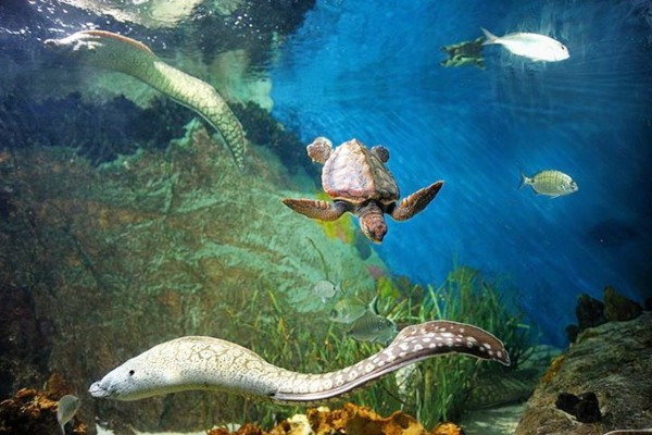 Acuario de Almuñécar
