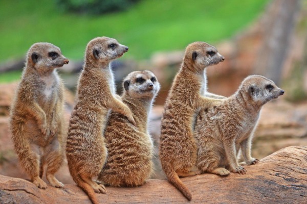 Bioparc Valencia