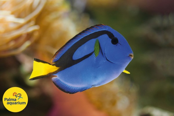 Palma Aquarium