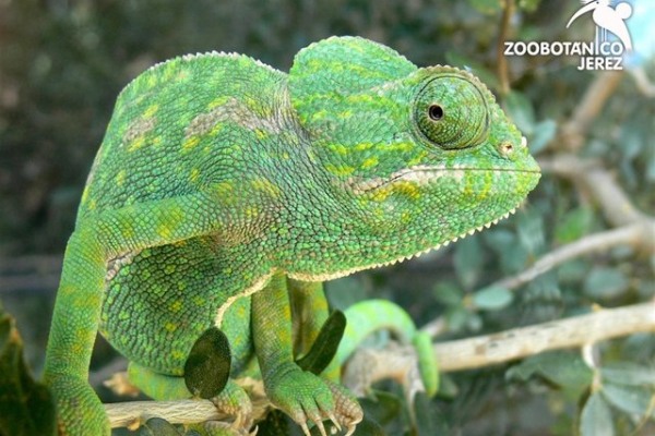 Zoobotánico de Jerez