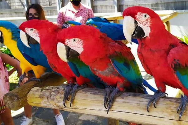 El Jardín del Papagayo